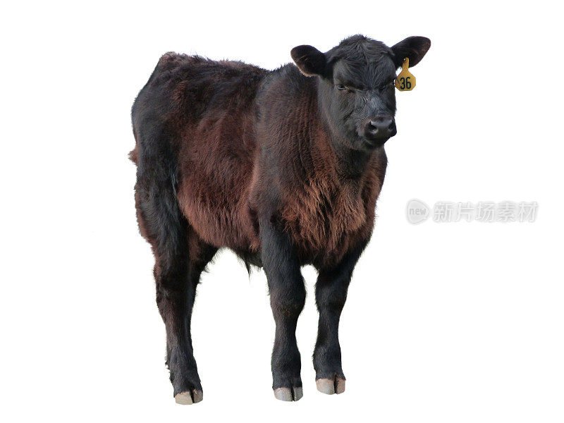 幼兽黑安格斯牛肉小牛家畜分离