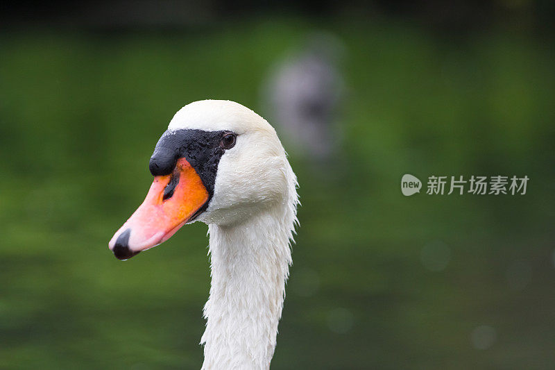 湖中的白天鹅