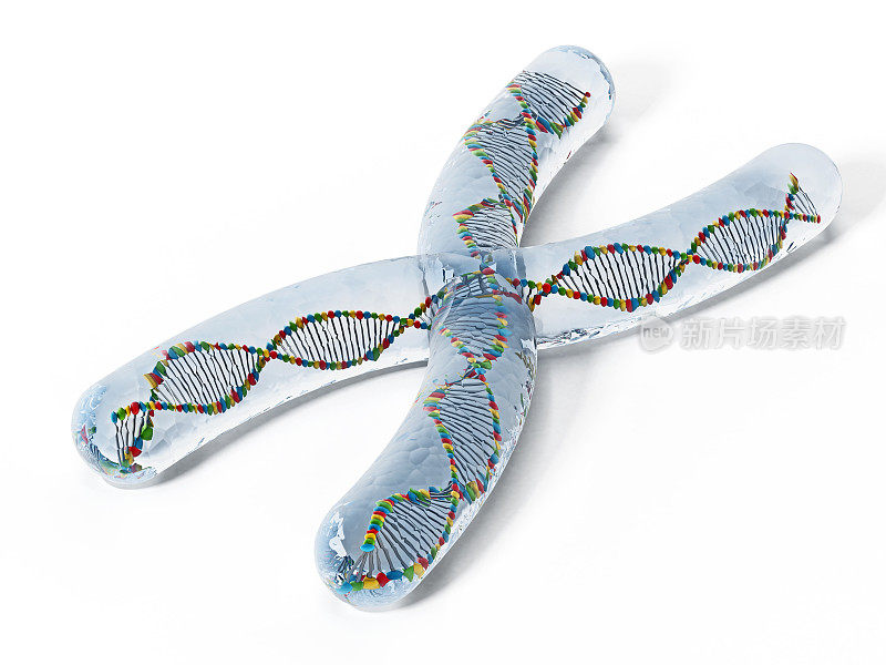 X染色体具有DNA螺旋