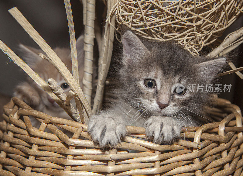 篮子里的小猫