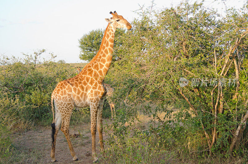 长颈鹿-南非