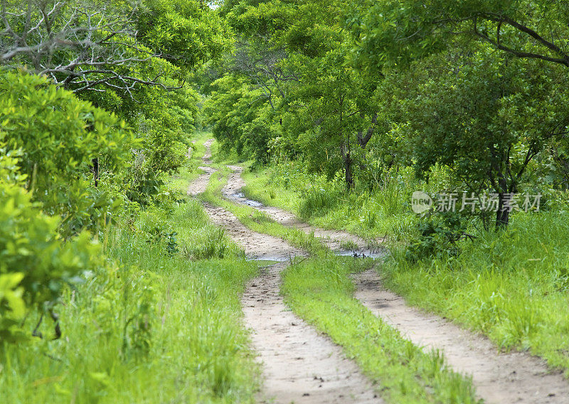 东非绿色丛林中的未铺设的道路。
