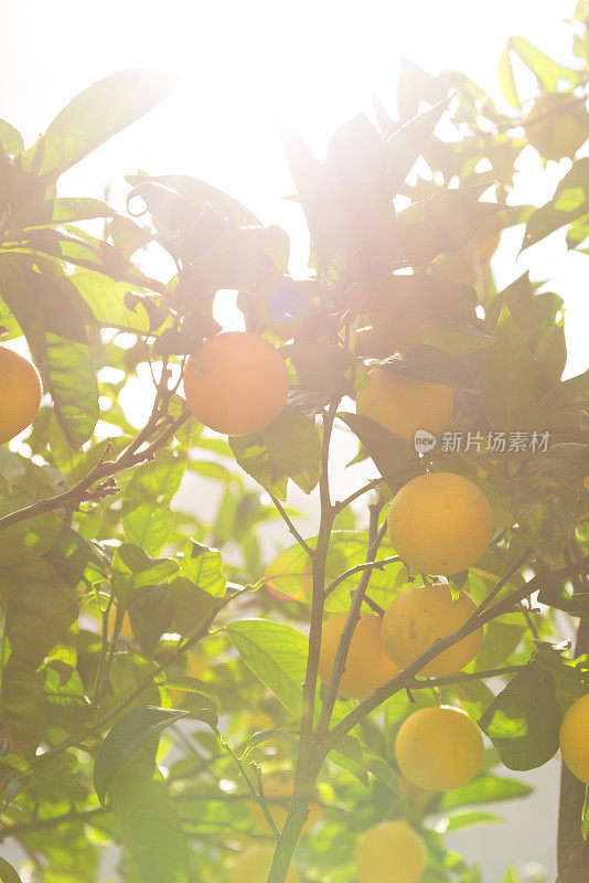 在西班牙，在背光灯下，橙子挂在树上