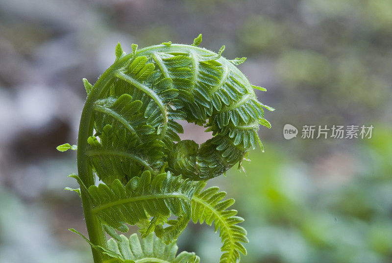 船首饰展开