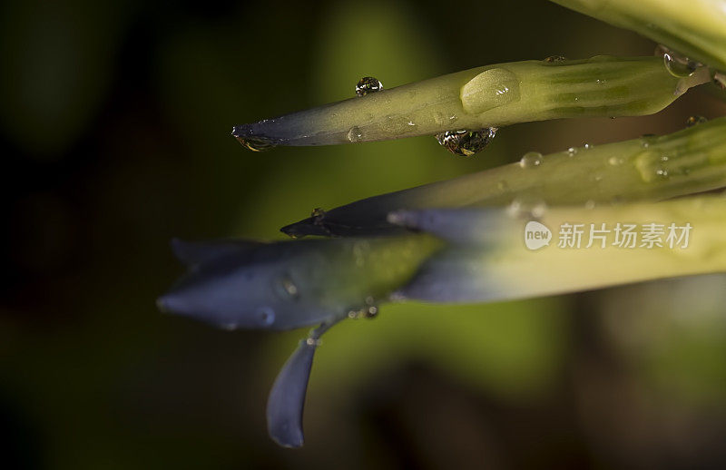 湿和夏普