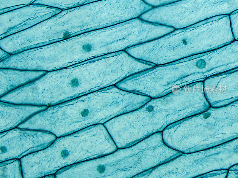 显微镜下观察洋葱表皮细胞