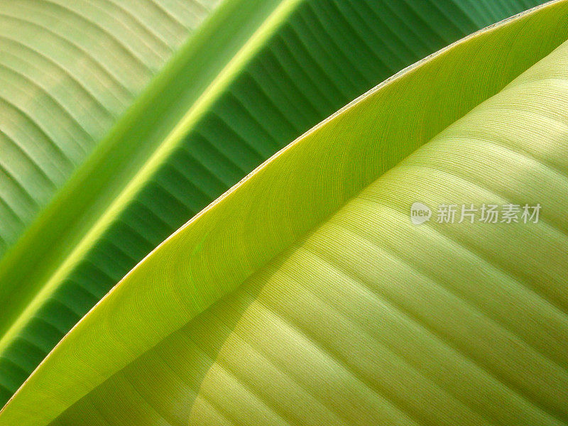 芭蕉叶的特写