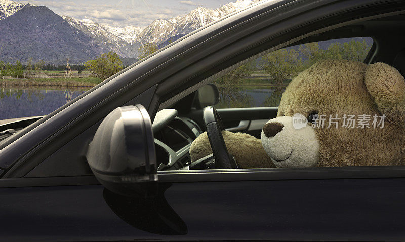 泰迪熊驾驶