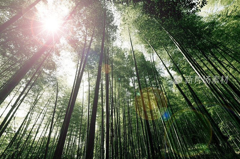 日本京都岚山竹林