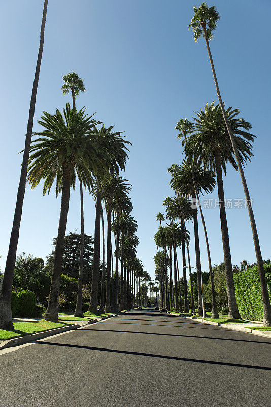 洛杉矶县有棕榈树的路