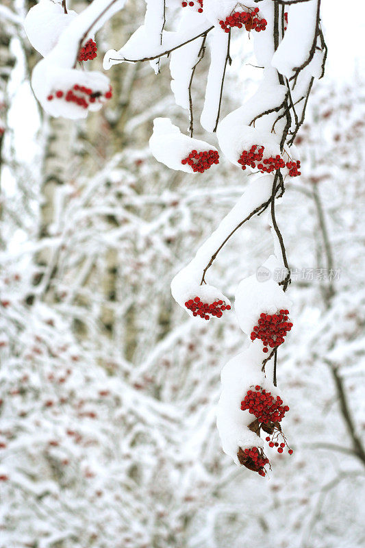 冰雪覆盖rowanberry