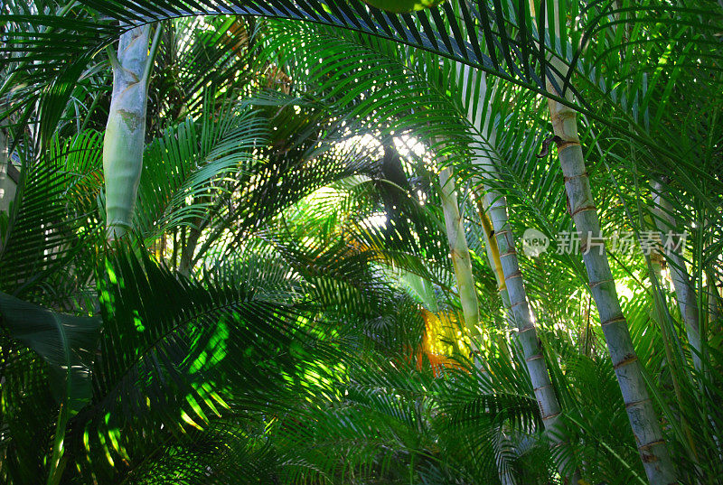 透过一丛马尼拉棕榈树。