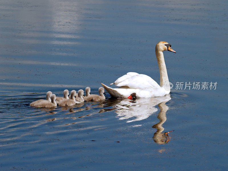 疣鼻天鹅(天鹅色)