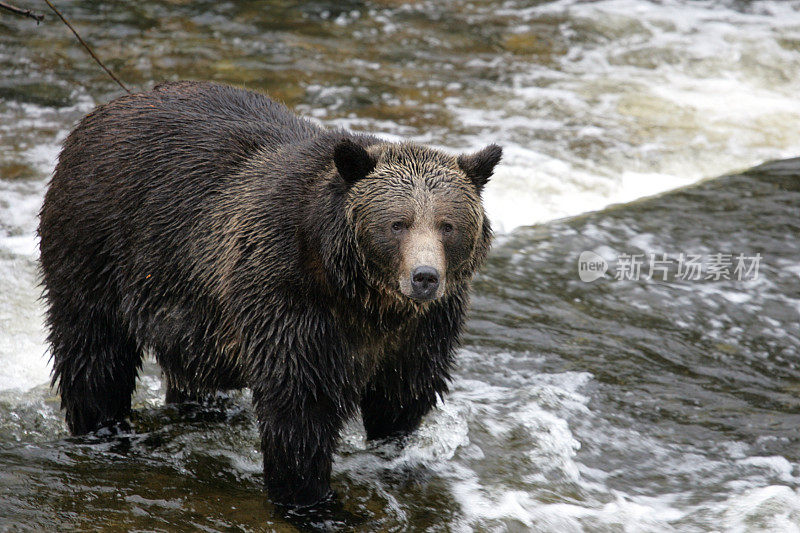 灰熊在河里钓鱼