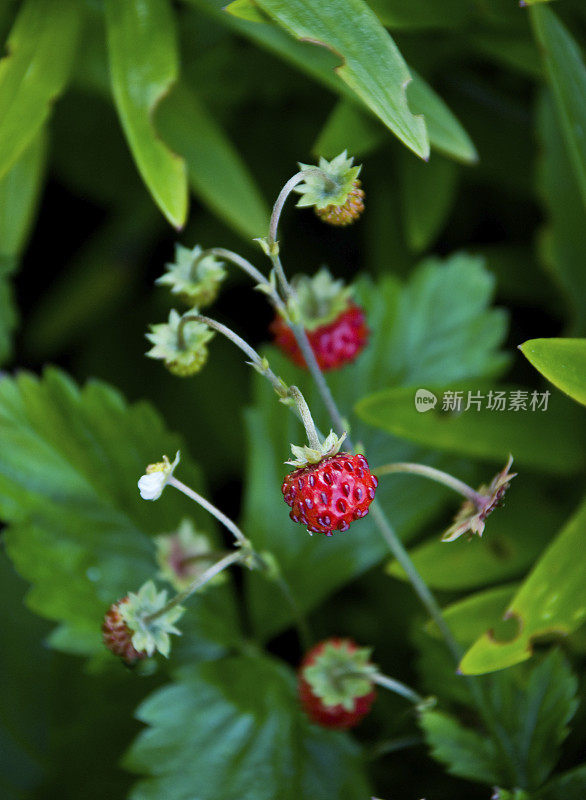 野草莓