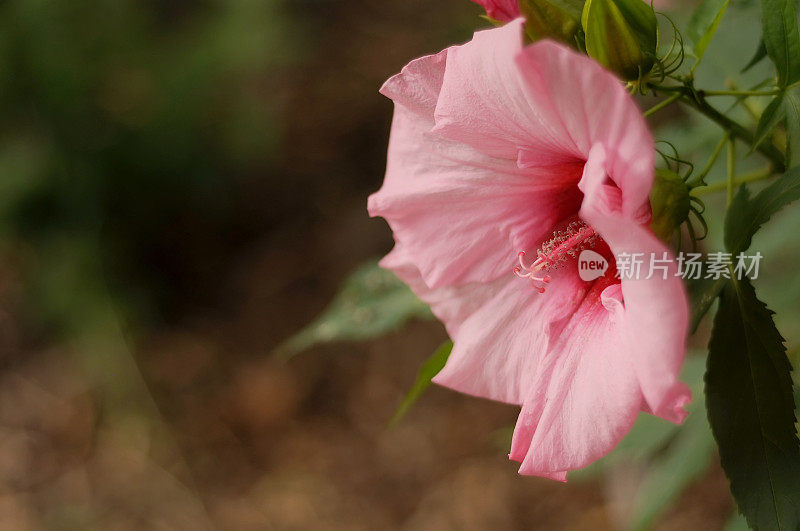 花园中粉红色芙蓉花的侧视图。