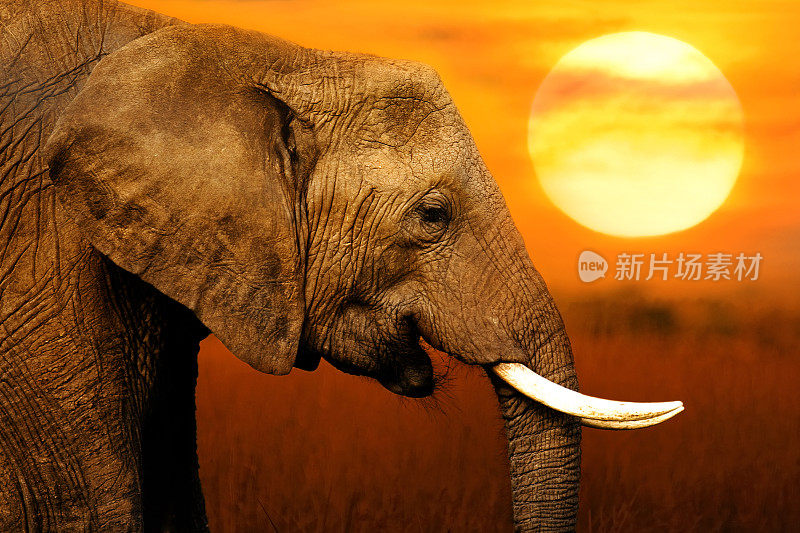 落日背景下的大象