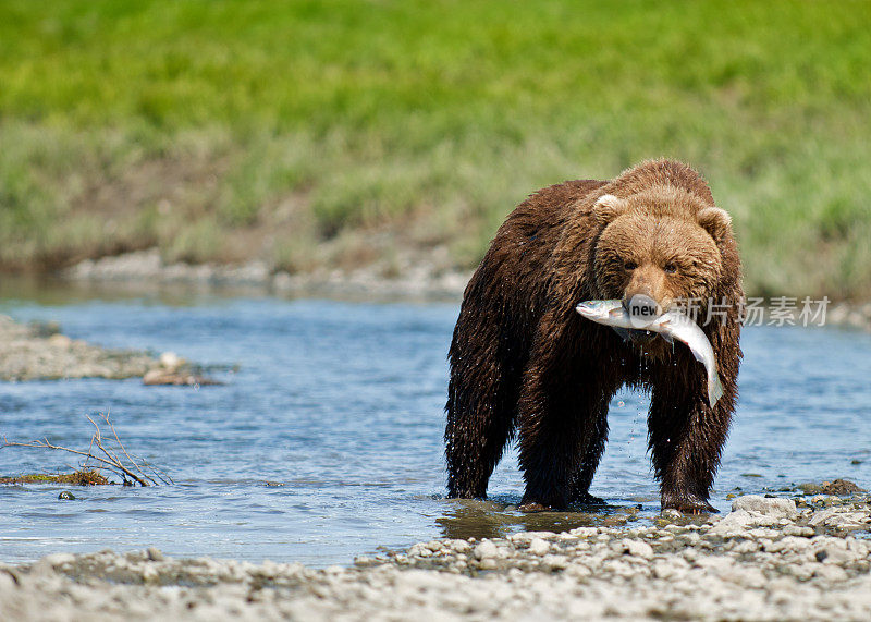 阿拉斯加棕熊和红鲑鱼