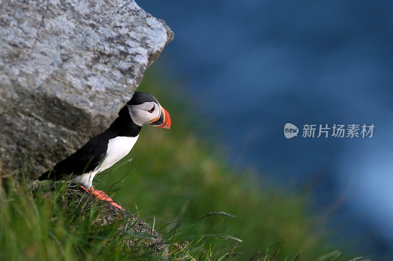 海雀站在长满草的悬崖上(北极共济)