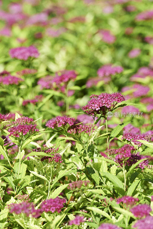 日本Spiraea