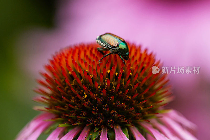 甲虫在松果菊