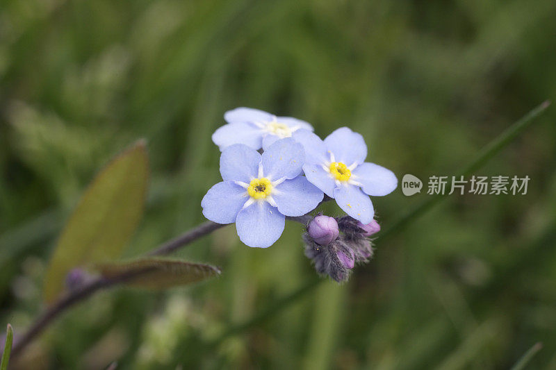 天蓝木勿忘我野花近了