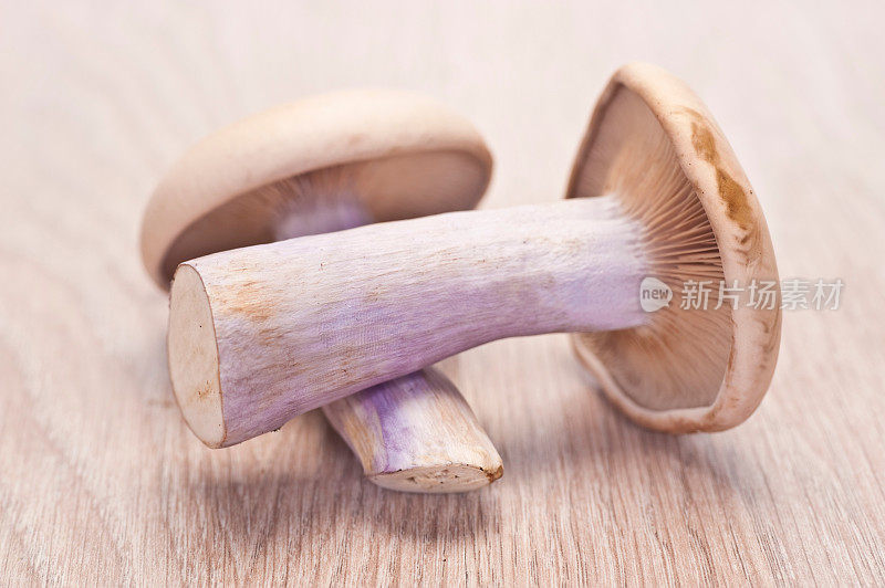 花衣蓝蘑菇