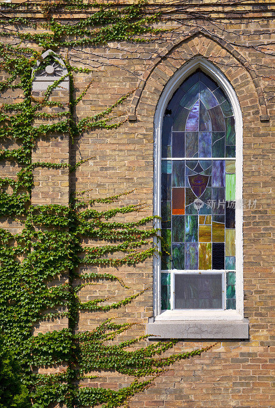 老教堂的常春藤覆盖墙与彩色玻璃窗