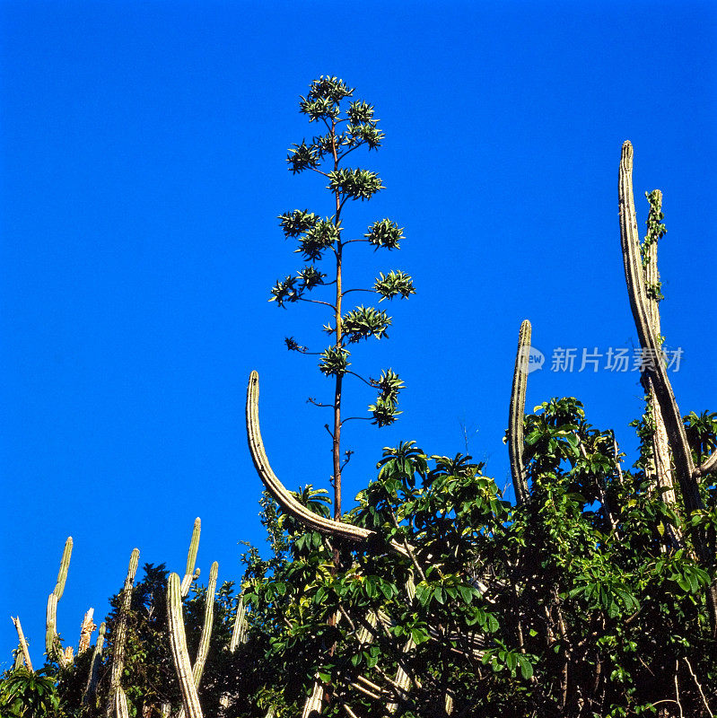 气候干旱，植被过山