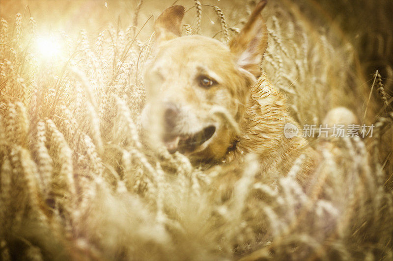 金毛猎犬在麦田里奔跑
