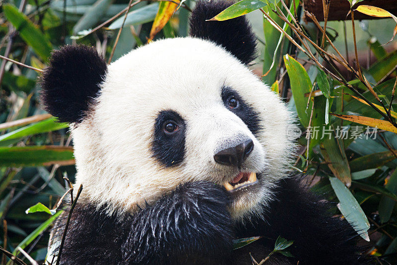 大熊猫吃竹子-成都，中国