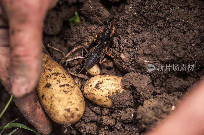 近手在蔬菜园里握住鼹鼠蟋蟀