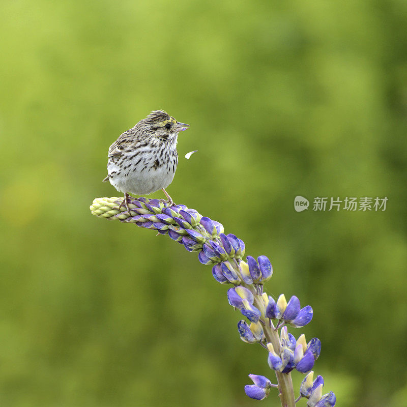 能吃的东西