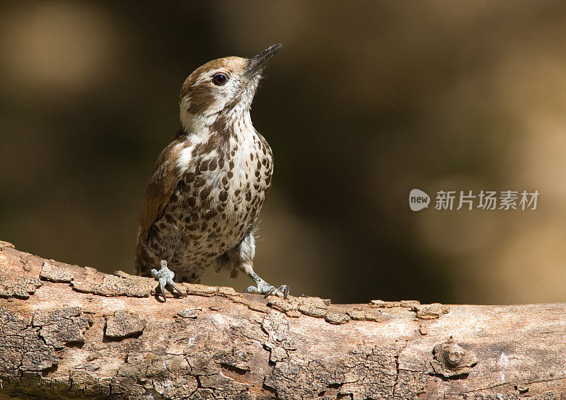 亚利桑那州啄木鸟-雌性