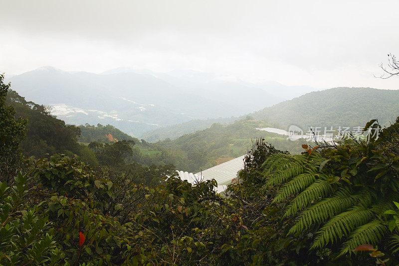 卡梅隆高地的种植园和农场