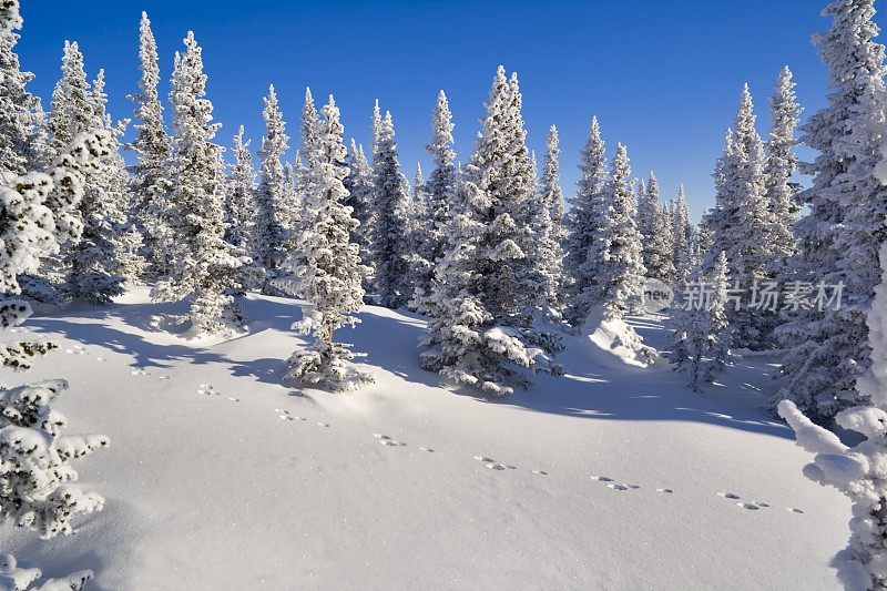 冬天的木头上有哈雷尔的痕迹。