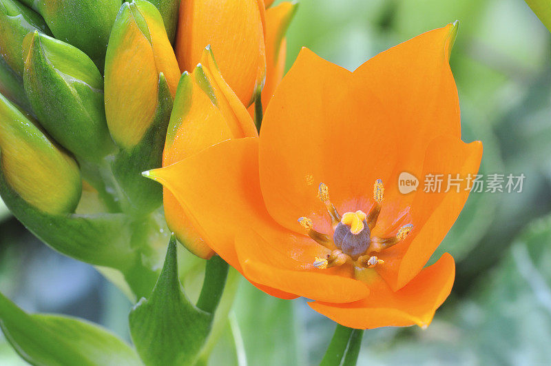 橙色黄花菜特写镜头