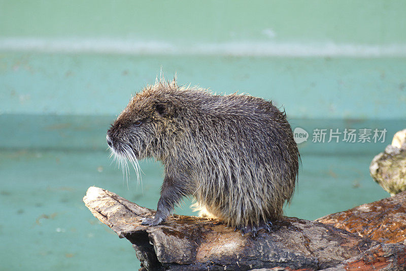 河狸鼠