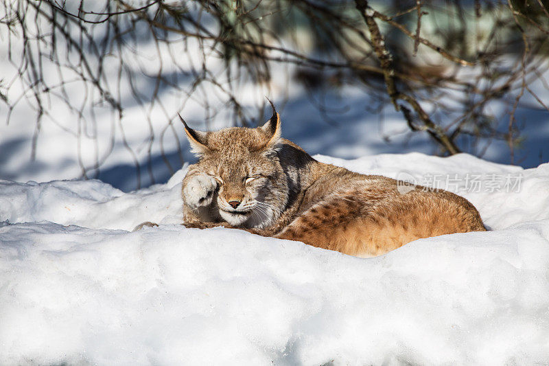 欧亚猞猁躺在雪地里