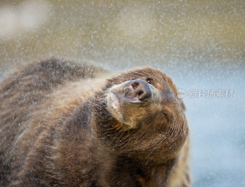 熊自旋干