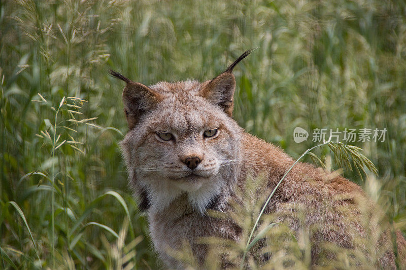 加拿大山猫