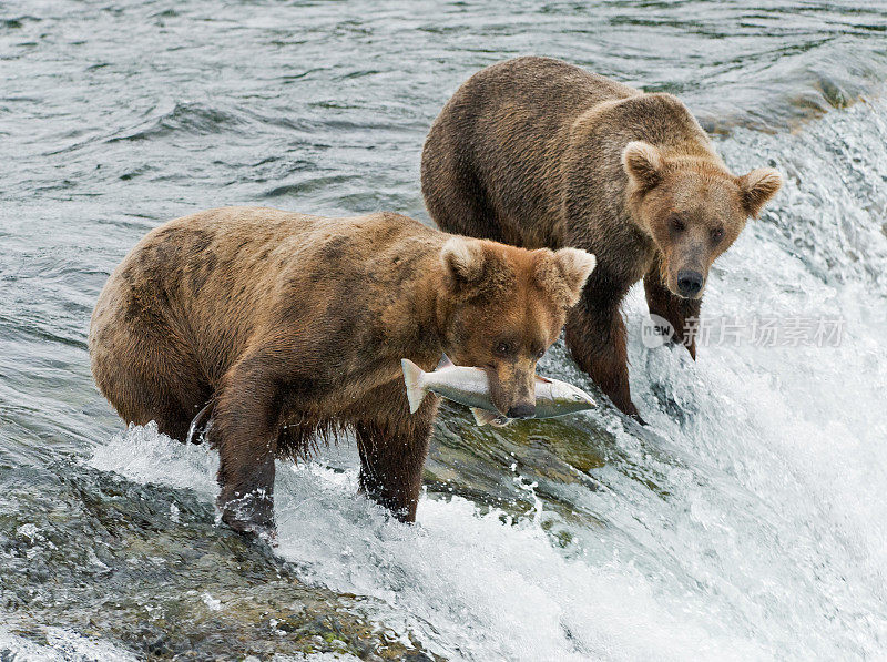 两只棕熊，一只带着刚捕到的鲑鱼