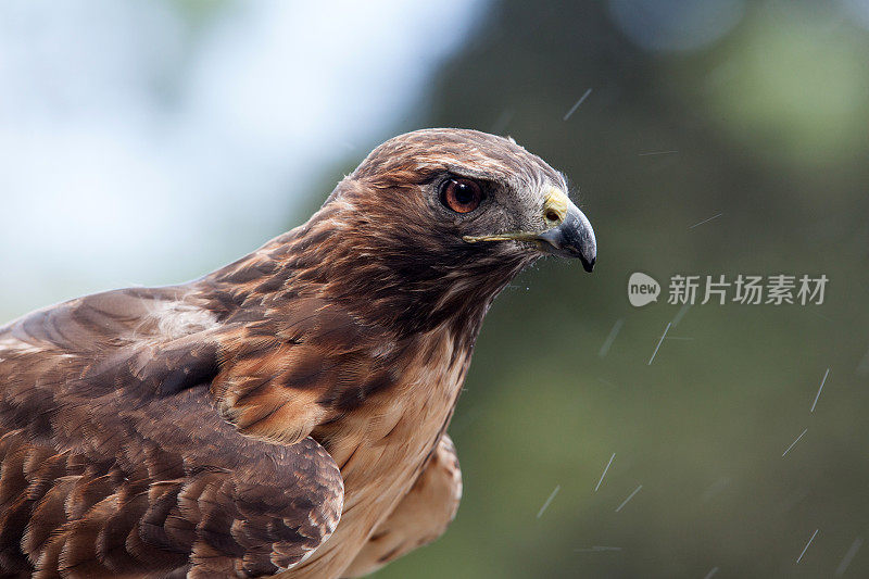 哈里斯鹰在雨中