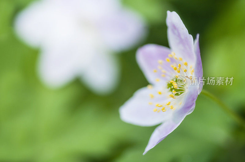 五叶银莲花