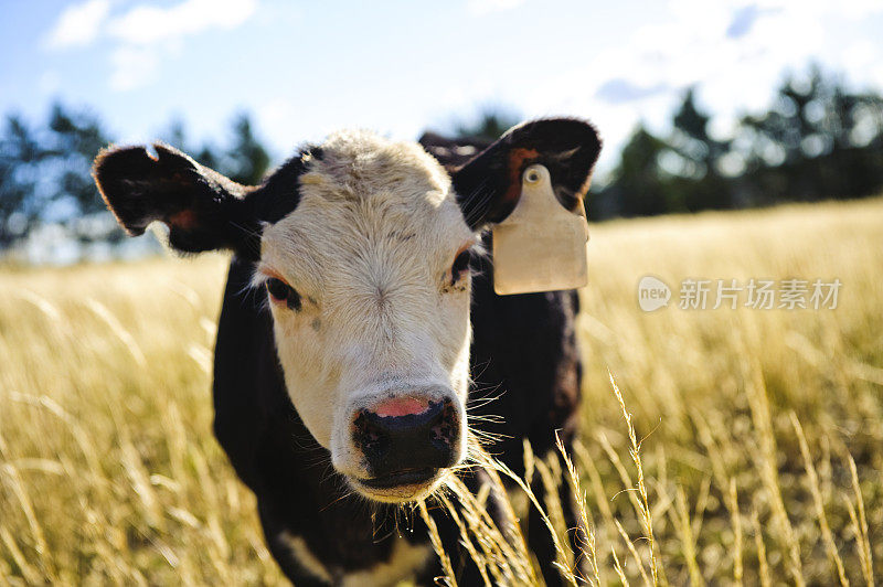 澳大利亚的一个农场，上面有一个空白标签的牛头