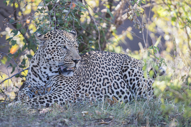 躺着的豹，马赛马拉，肯尼亚