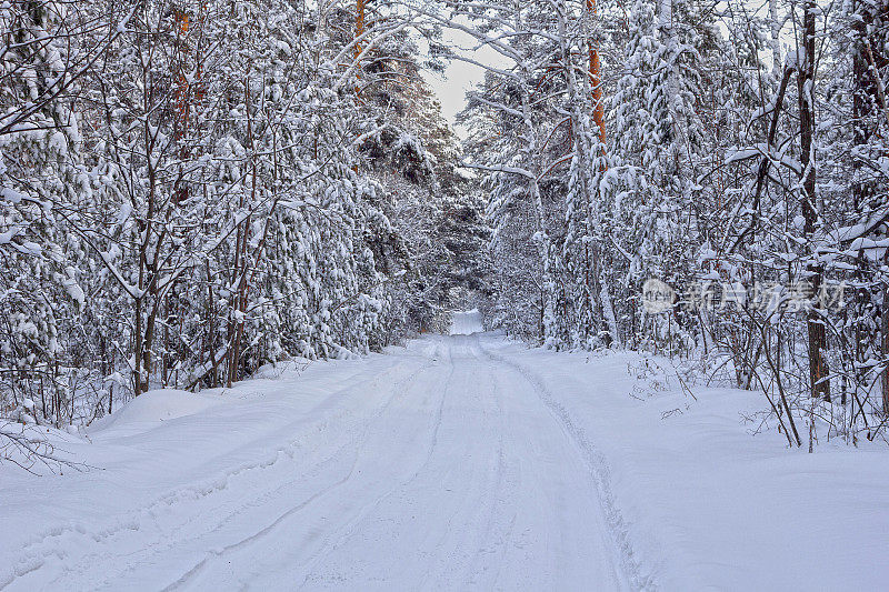 冬日森林之路
