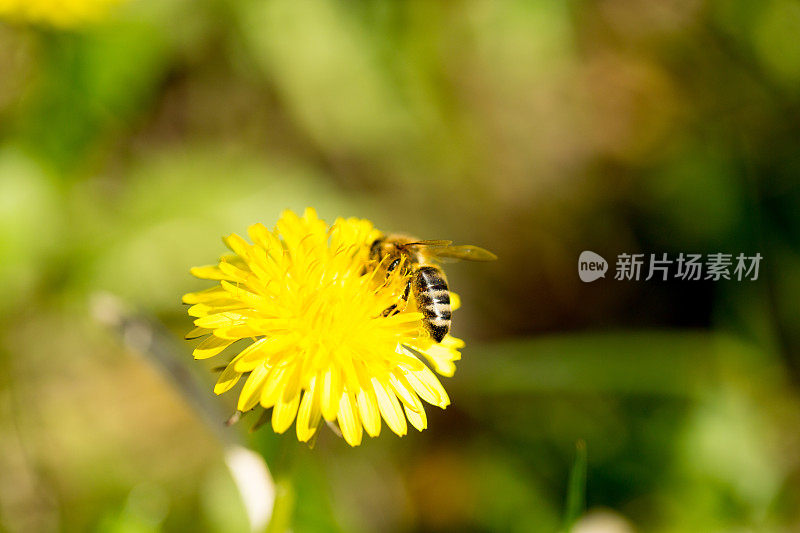 蜜蜂在蒲公英上采集花粉