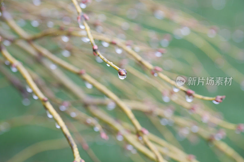 四月的雨