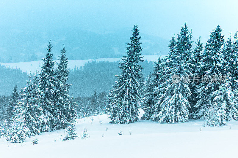 美丽的冬季景观和白雪覆盖的树木